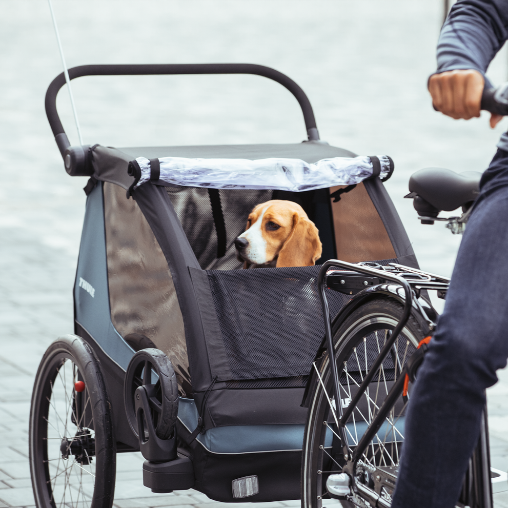 A dog sits inside a dog bike trailer thanks to the Thule Courier Dog Trailer Kit.