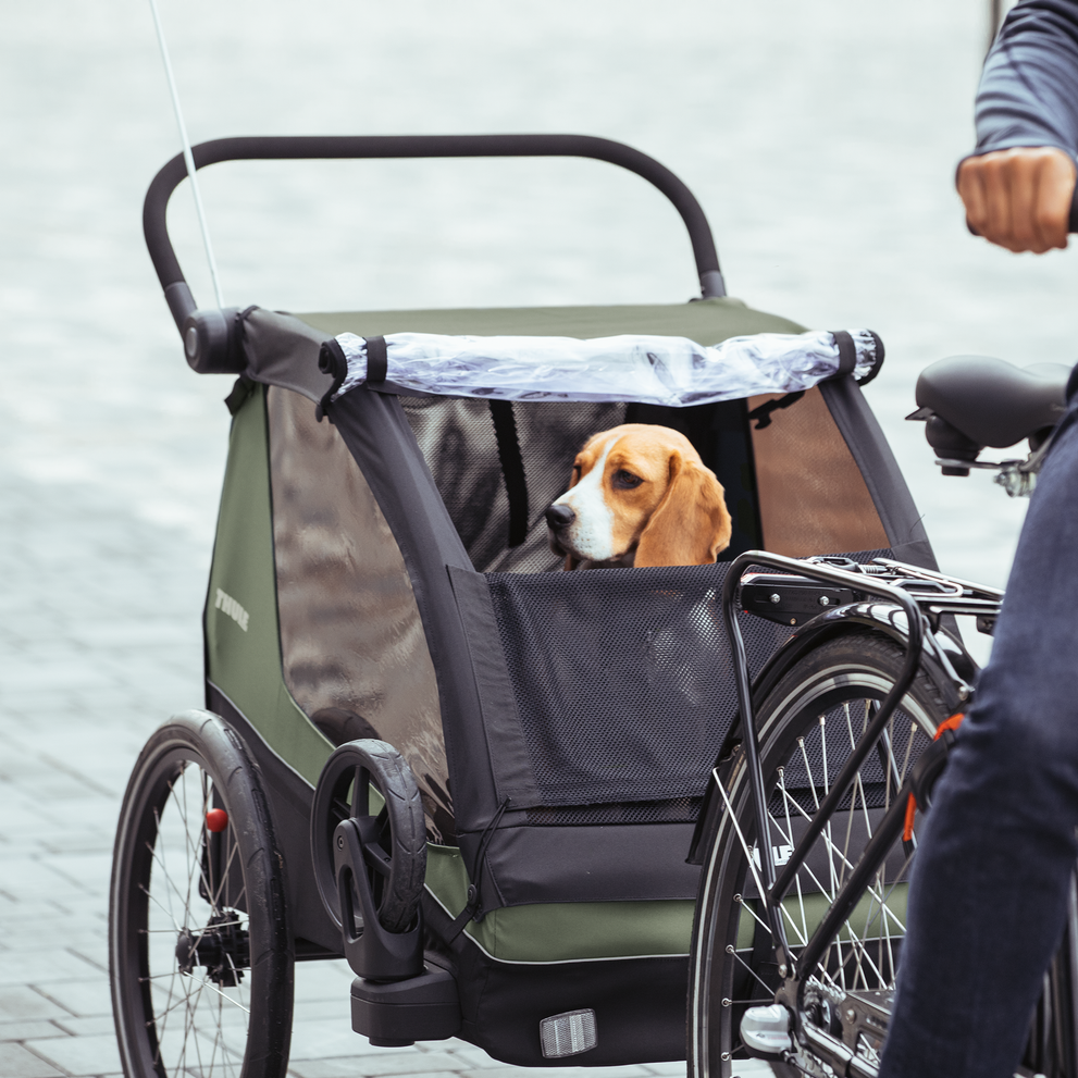 A man bikes with his beagle inside the blue Thule Courier dog bike trailer.