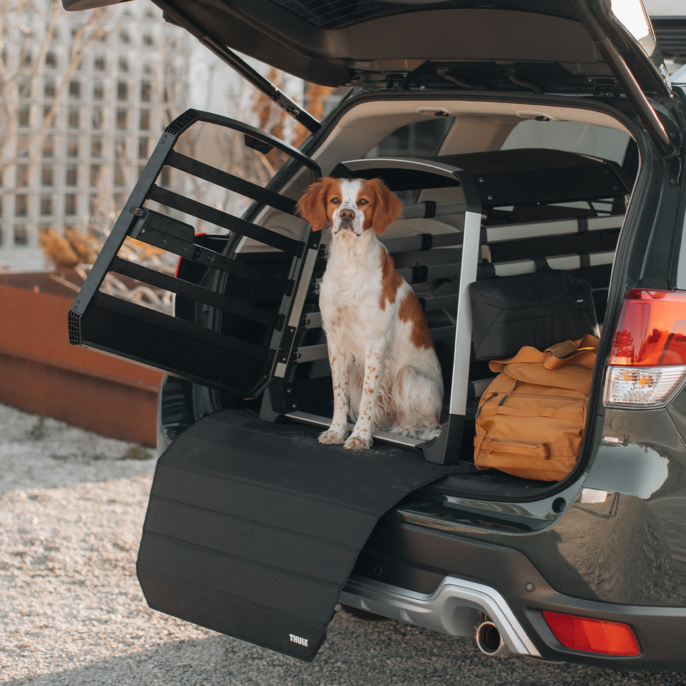 A brown and white dog sits in a Thule Allax dog car crate inside a car.