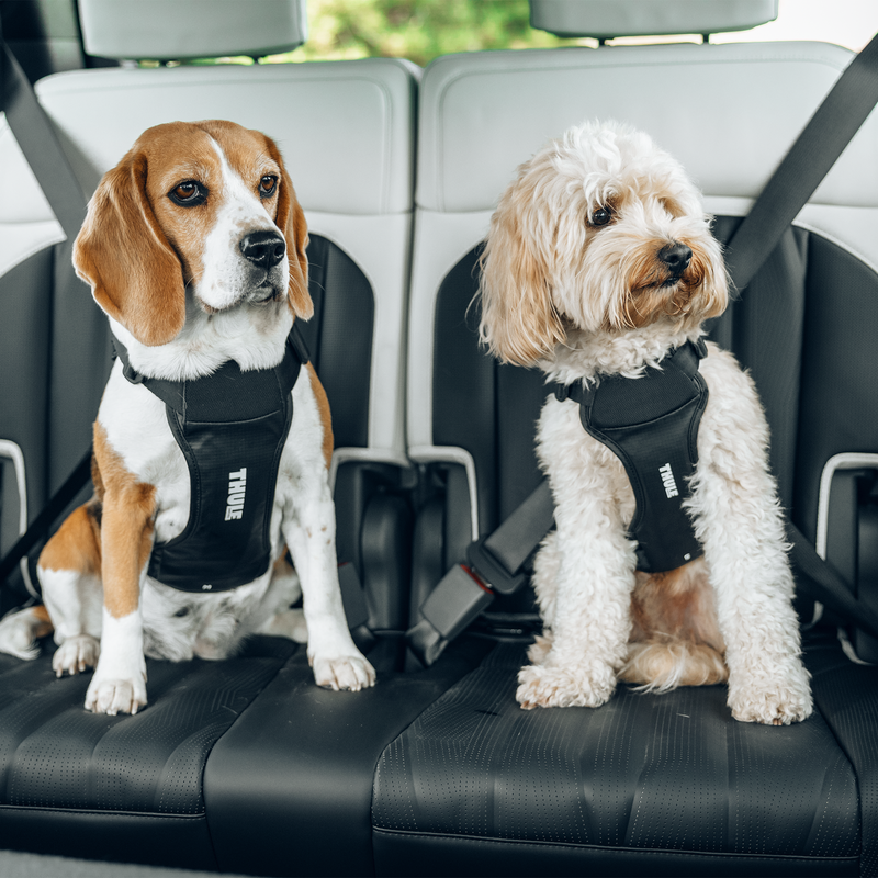 Two dogs sitting on the back seat of a car, each securely strapped in with a Thule Cappy dog car harness.