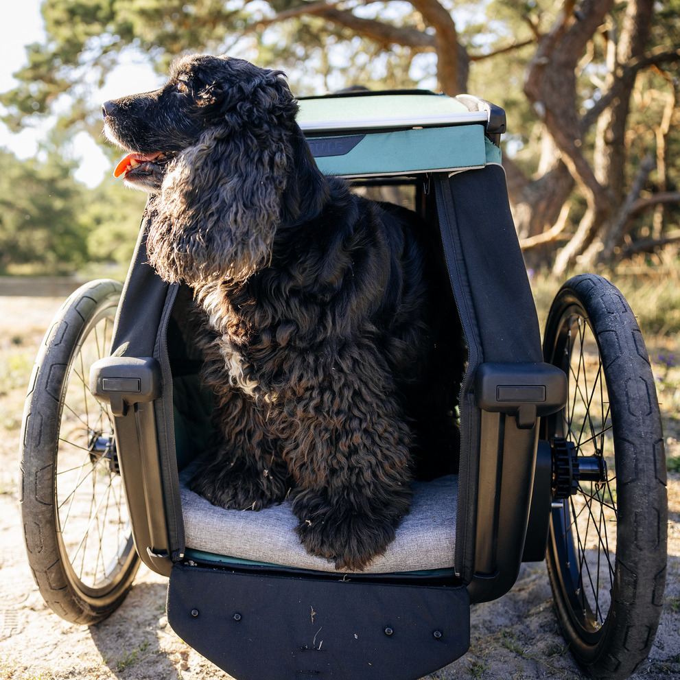 Dog sitting inside a Thule Bexey dog bike trailer outdoors.