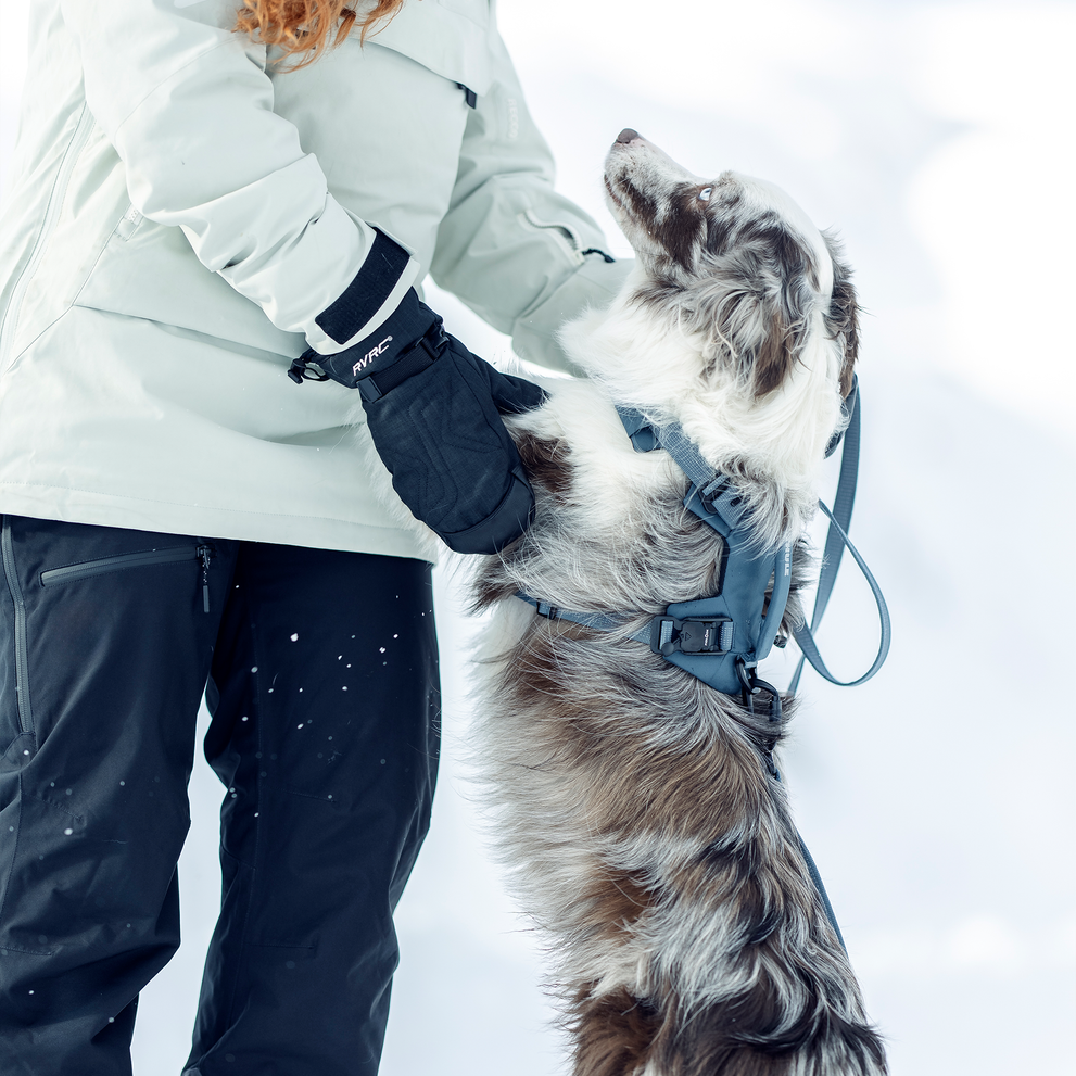 Dog wearing a Thule Dart harness while interacting with an adult in a snowy landscape.