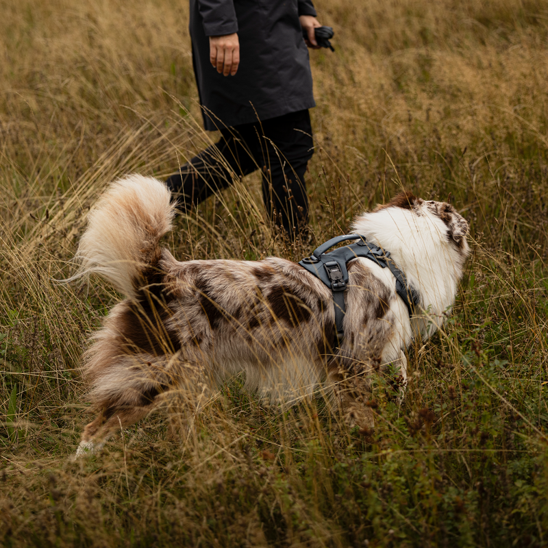 A brown and white dog wearing a Thule Dart harness in dark slate walking through tall golden grass beside a person dressed in dark outdoor clothing.