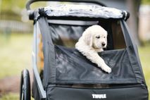 Thule Courier Dog Trailer Kit lifestyle