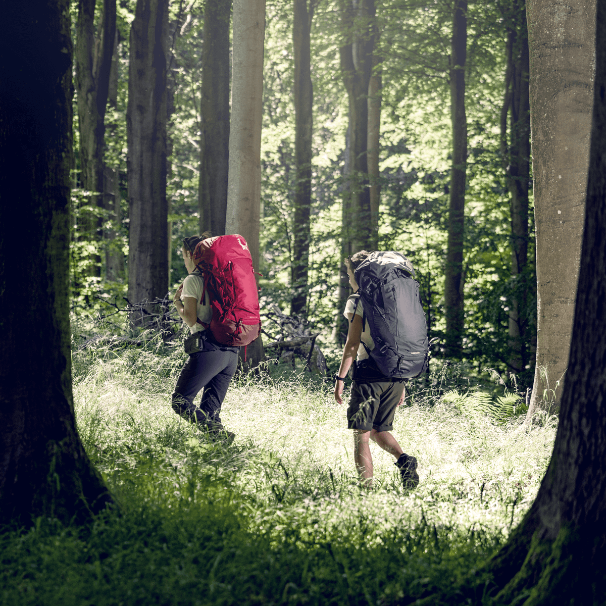 Two people hike through a path in the forest carrying Thule GuidePost backpacks.