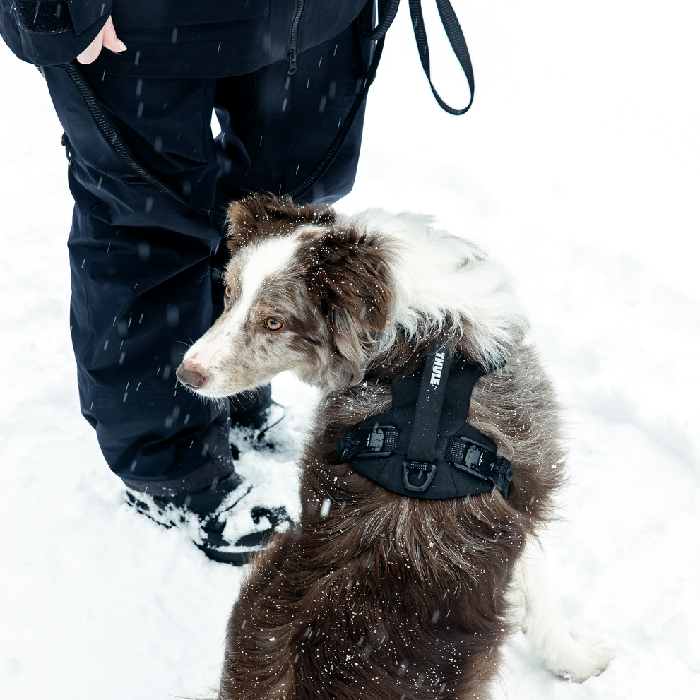 Dog wearing a Thule Dart harness standing beside an adult in a snowy landscape.