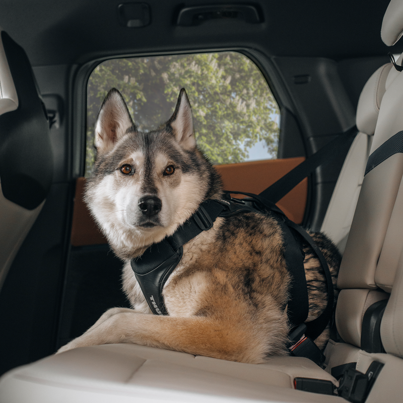 A large grey, white, and brown dog lies in the backseat, securely strapped in with the Thule Cappy dog car harness.