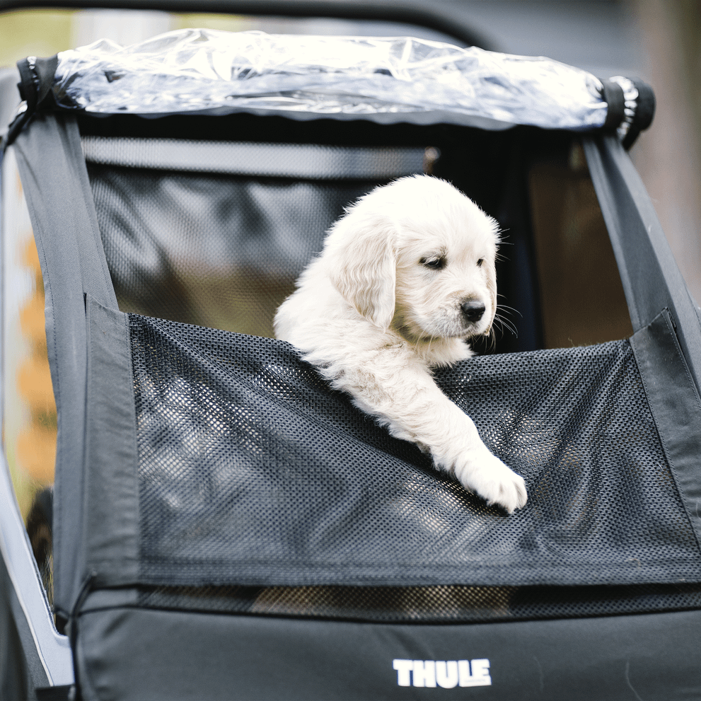 A golden retriever puppy sits inside a dog bike trailer using the Thule Courier Dog Trailer Kit.