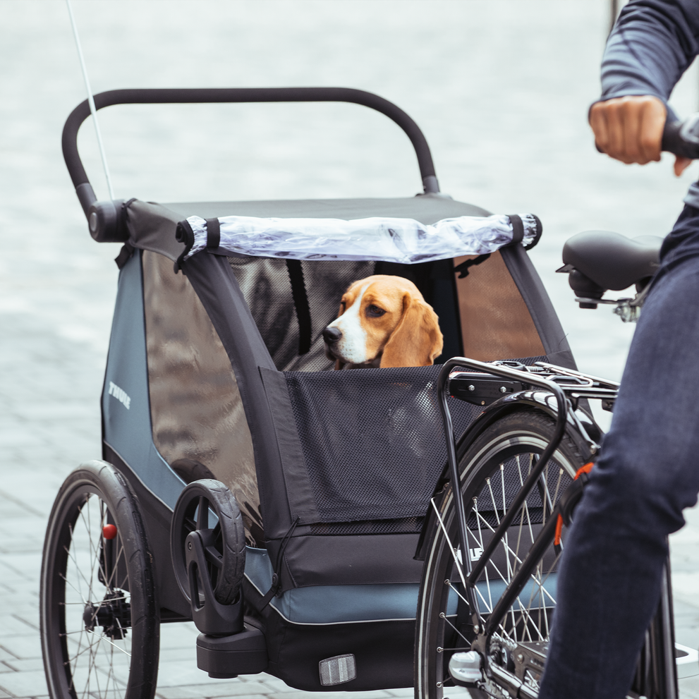 A man bikes with his beagle inside the blue Thule Courier dog bike trailer.