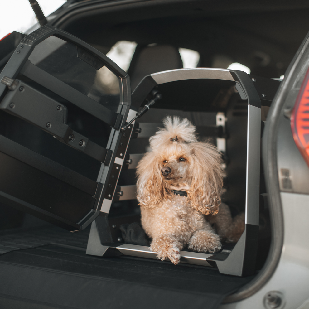 A beige poodle sits inside a small Thule Allax dog crate for cars inside the trunk of a car.