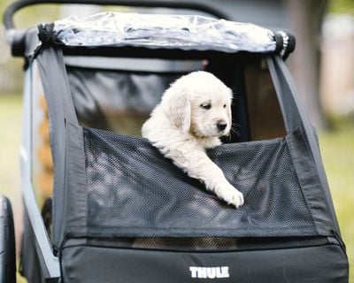 Een witte hond kijkt naar buiten vanuit een hondentrailer.
