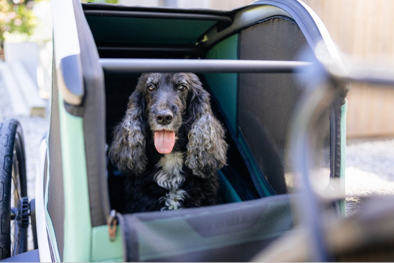 Um cão preto com a língua de fora senta-se na parte de trás de um atrelado para bicicleta Thule Bexey. 