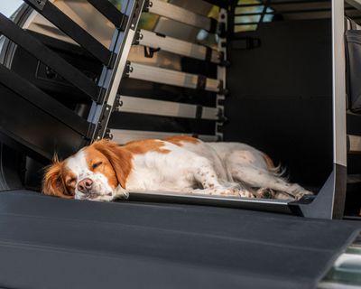 Een slaperige hond ligt in een Thule Allax hondenbench voor de auto