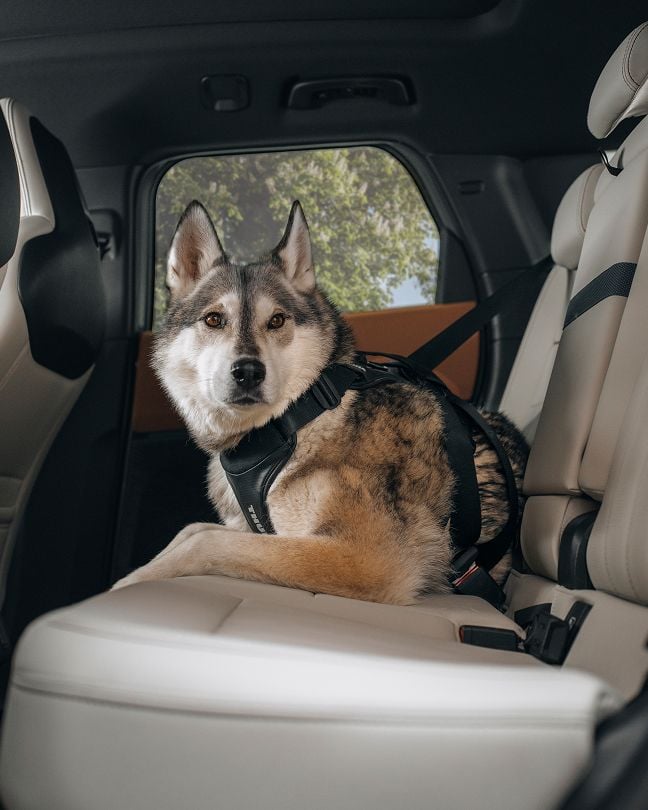 Hond vastgezet met een Thule Cappy autotuigje op de achterbank van een voertuig.