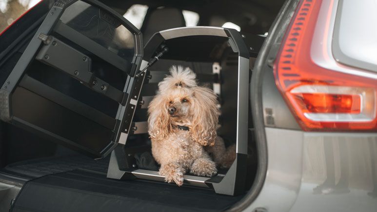 Een kleine hond kijkt naar buiten vanuit een geopende hondenbench in de laadruimte van een auto