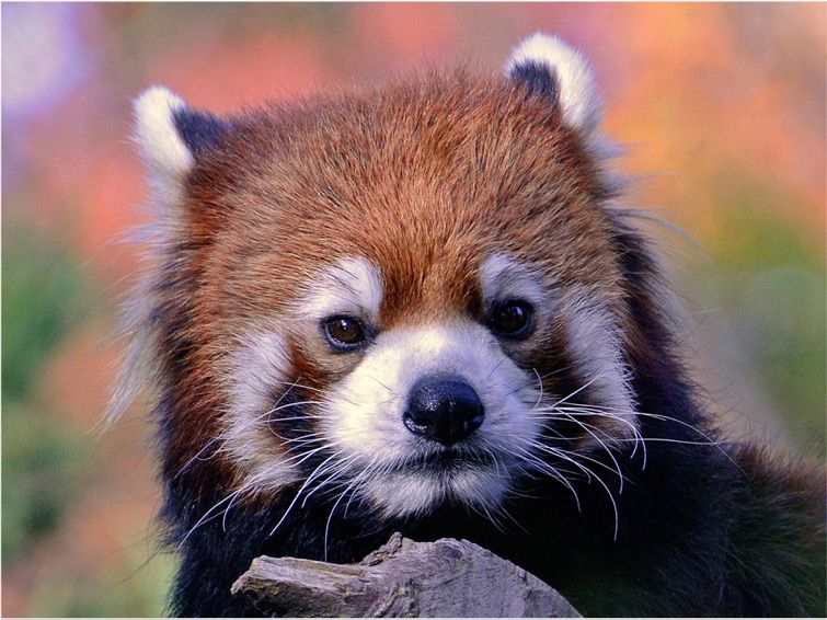 A red panda at Prospect Park Zoo.