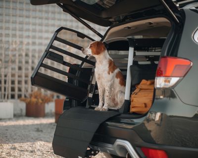 A dog is sitting in the open trunk of a car looking out of a Thule Allax dog crate