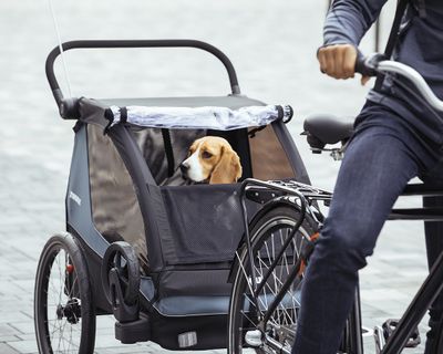 En beagle sticker ut huvudet från en Thule cykelvagn för hundar.
