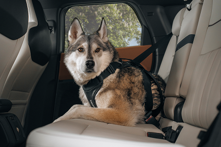 Un perro más grande se sienta en el asiento trasero de un coche, asegurado con un arnés para perros Thule Cappy.