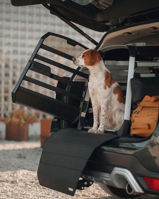 Hund sitzt in einer offenen Thule Allax Hundebox im Kofferraum eines Fahrzeugs.