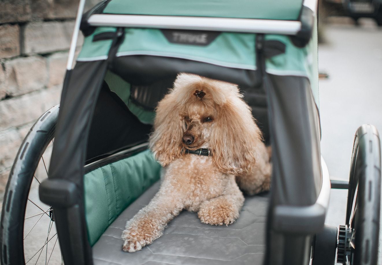 Dog resting inside a Thule Bexey dog bike trailer.