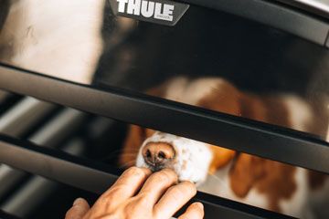 Close-up van een hond in een hondenbench voor de auto.