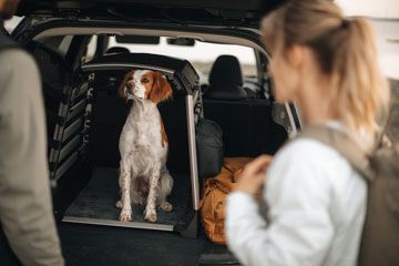 A dog is looking at a woman out of an open dog crate in an car.