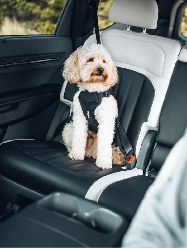 一名男子看著坐在汽車後座的狗狗。狗狗戴著黑色 Thule Cappy 束帶，並以安全帶妥善固定。