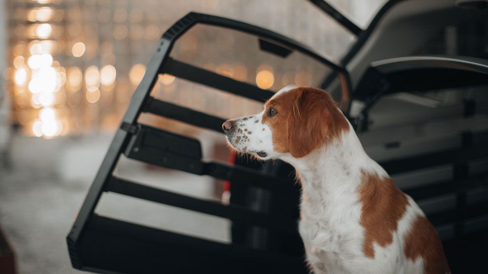 Um cão a olhar para fora de uma caixa para cães aberta, na bagageira de um carro