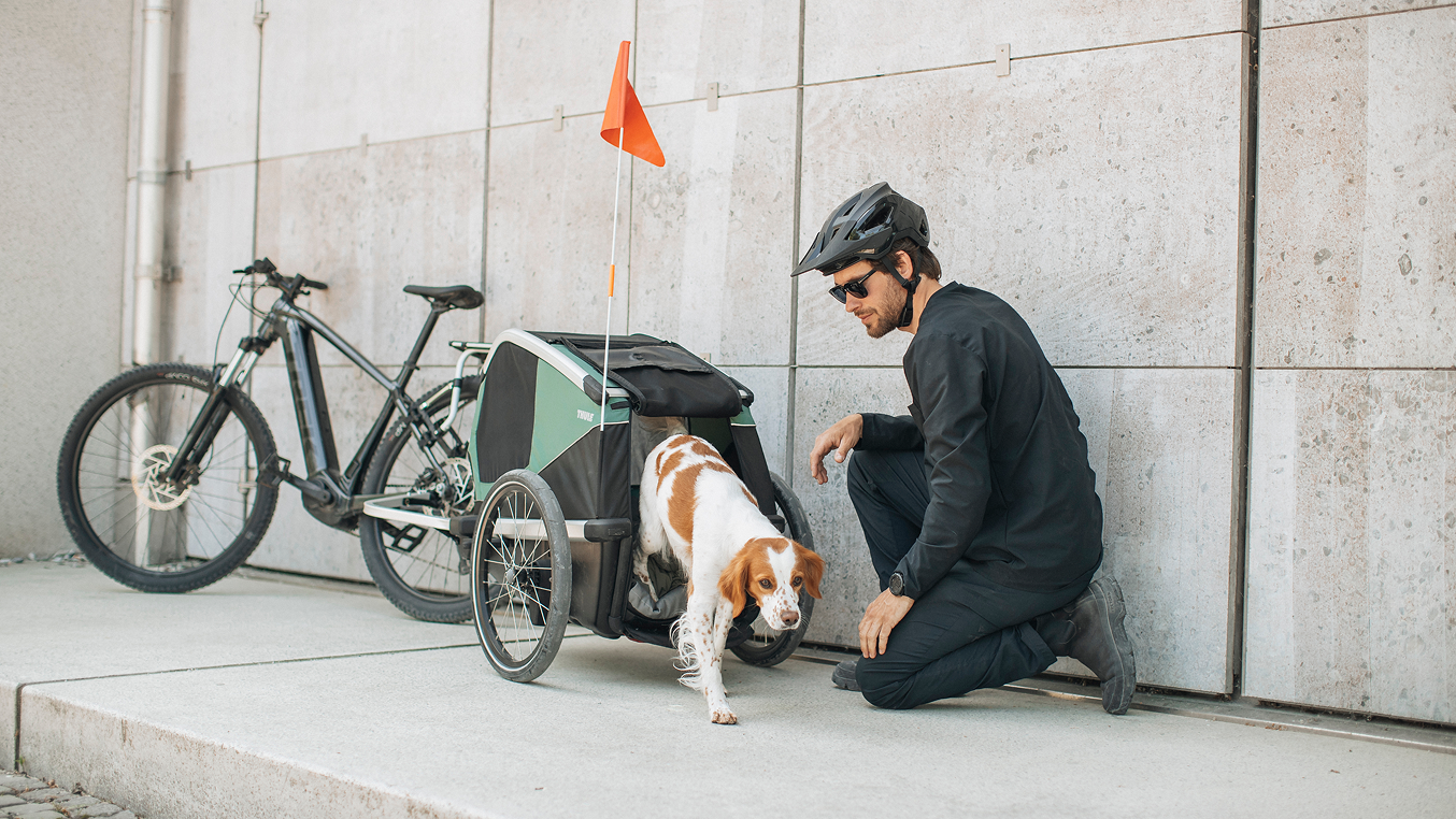 Dog in a Thule Bexey bike trailer