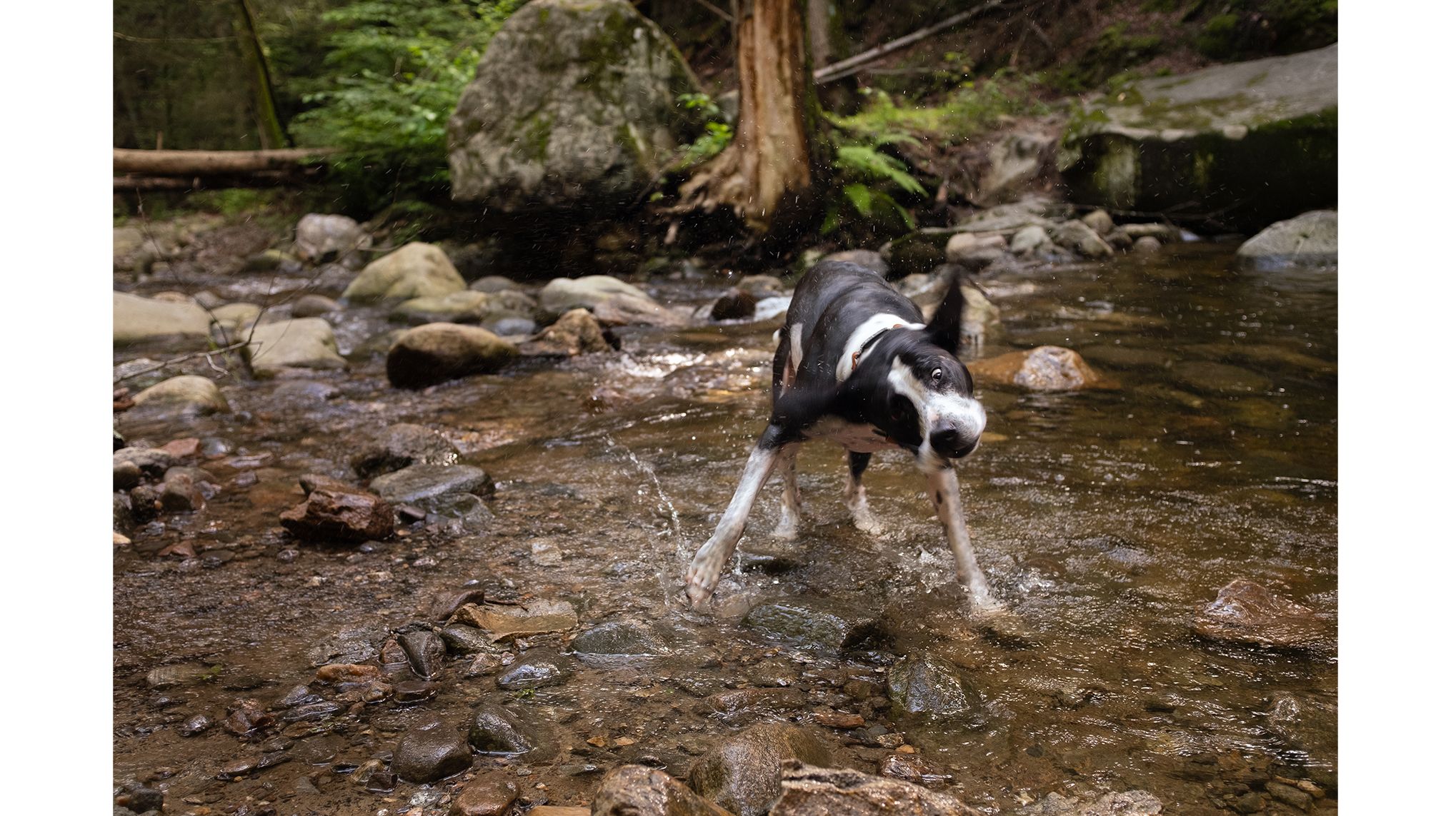 Wet dog shaking off in a shallow forest stream during a camping trip.