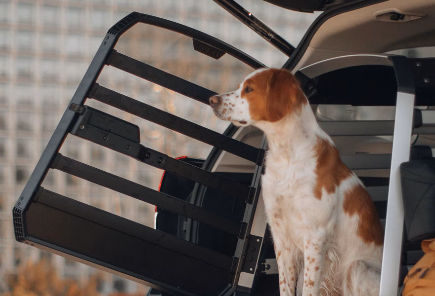 A dog is looking out of an open dog crate in the trunk of a car.