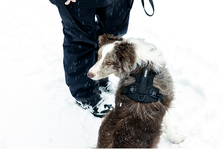 Cane con un'imbracatura Thule Dart in piedi accanto a un adulto in un paesaggio innevato.