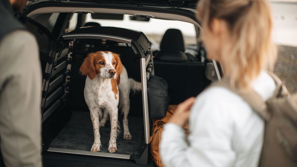 A dog is looking out of an open dog crate in the trunk of a car, while a woman stands nearby