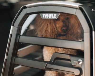 Thule Allax犬用クレートから外を眺めている小型犬