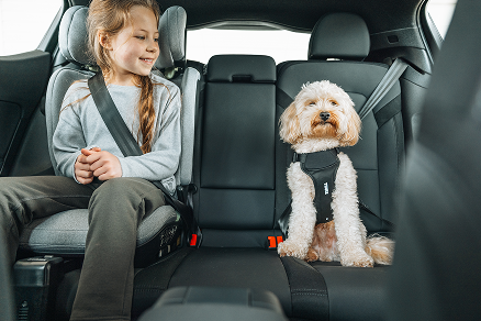 Un niño está sentado en una silla de coche infantil Thule Palm junto a un pequeño perro blanco asegurado con un arnés para perros Thule Cappy en el asiento trasero de un coche.