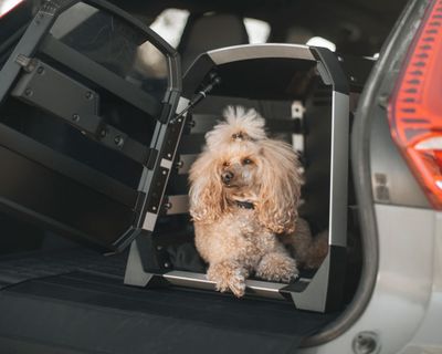 Un perro está mirando hacia fuera en un transportín de coche para perros Thule Allax