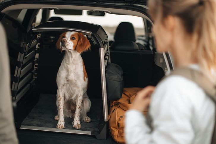 A  dog is looking out of an open dog crate in the trunk of a car, while a woman stands nearby